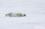 Polar bear (Ursus maritimus) 
