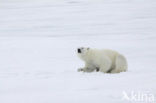 Polar bear (Ursus maritimus) 