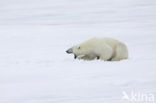 Polar bear (Ursus maritimus) 