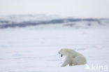 Polar bear (Ursus maritimus) 