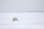 Polar bear (Ursus maritimus) 