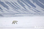 Polar bear (Ursus maritimus) 