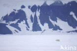 Polar bear (Ursus maritimus) 