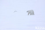 Polar bear (Ursus maritimus) 
