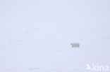 Polar bear (Ursus maritimus) 