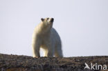 IJsbeer (Ursus maritimus) 