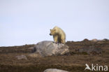 IJsbeer (Ursus maritimus) 