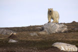 IJsbeer (Ursus maritimus) 