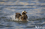 Long-tailed Duck