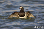 Long-tailed Duck