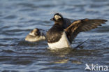 Long-tailed Duck