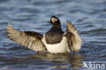 Long-tailed Duck