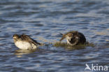 Long-tailed Duck