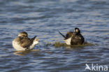 Long-tailed Duck