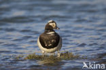 Long-tailed Duck