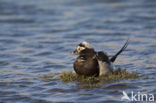 Long-tailed Duck