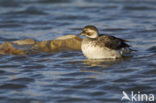 Long-tailed Duck