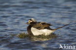 Long-tailed Duck