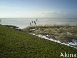 IJsselmeer