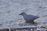 Ivory Gull (Pagophila eburnea) 
