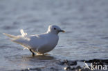 Ivory Gull (Pagophila eburnea) 