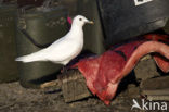 Ivory Gull (Pagophila eburnea) 