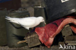 Ivory Gull (Pagophila eburnea) 