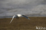Ivory Gull (Pagophila eburnea) 