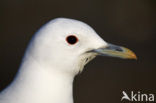 Ivory Gull (Pagophila eburnea) 