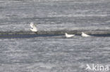 Ivory Gull (Pagophila eburnea) 