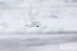 Ivory Gull (Pagophila eburnea) 