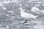 Ivory Gull (Pagophila eburnea) 