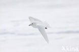 Ivory Gull (Pagophila eburnea) 