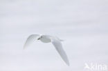 Ivory Gull (Pagophila eburnea) 