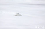 Ivory Gull (Pagophila eburnea) 