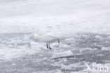 Ivory Gull (Pagophila eburnea) 