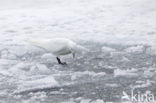 Ivory Gull (Pagophila eburnea) 