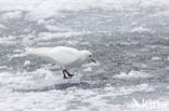 Ivory Gull (Pagophila eburnea) 