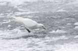 Ivory Gull (Pagophila eburnea) 