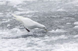 Ivory Gull (Pagophila eburnea) 