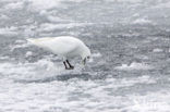Ivory Gull (Pagophila eburnea) 