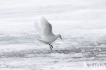 Ivory Gull (Pagophila eburnea) 