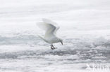 Ivory Gull (Pagophila eburnea) 