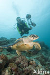 Karetschildpad (Eretmochelys imbricata) 