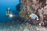 Emperor Angelfish (Pomacanthus imperator)