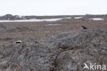 Parasitic Jaeger (Stercorarius parasiticus)