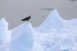 Parasitic Jaeger (Stercorarius parasiticus)