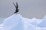 Parasitic Jaeger (Stercorarius parasiticus)