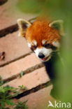 Kleine panda (Ailurus fulgens) 