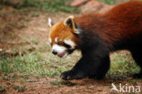 Kleine panda (Ailurus fulgens) 